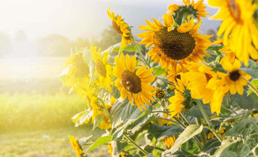 La hoja de girasol tendría la capacidad de funcionar como herbicida –  